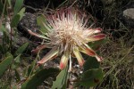 Protea wentzeliana