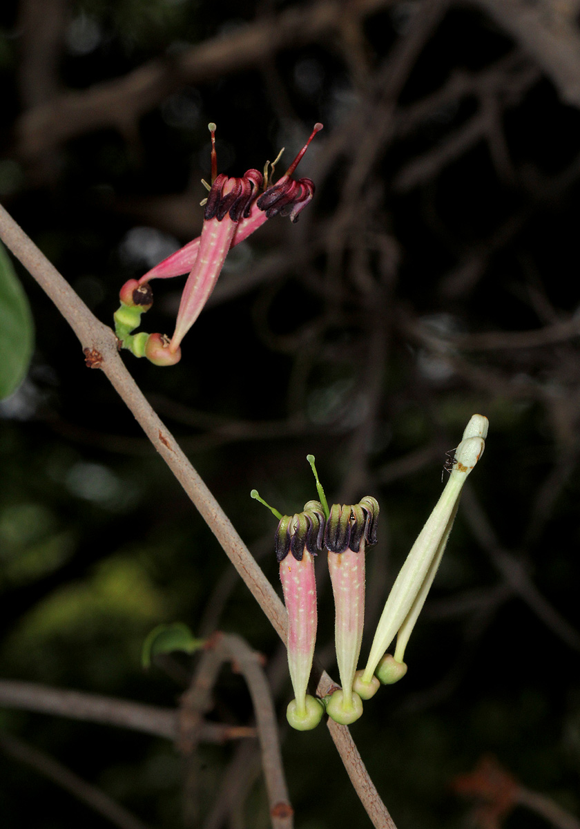 Tapinanthus oleifolius