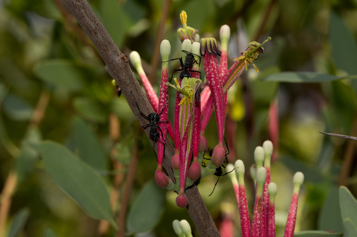 Tapinanthus oleifolius