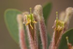 Tapinanthus quequensis