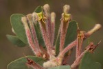 Tapinanthus quequensis