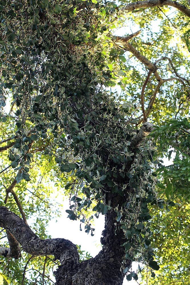 Vanwykia remota Vanwykia remota