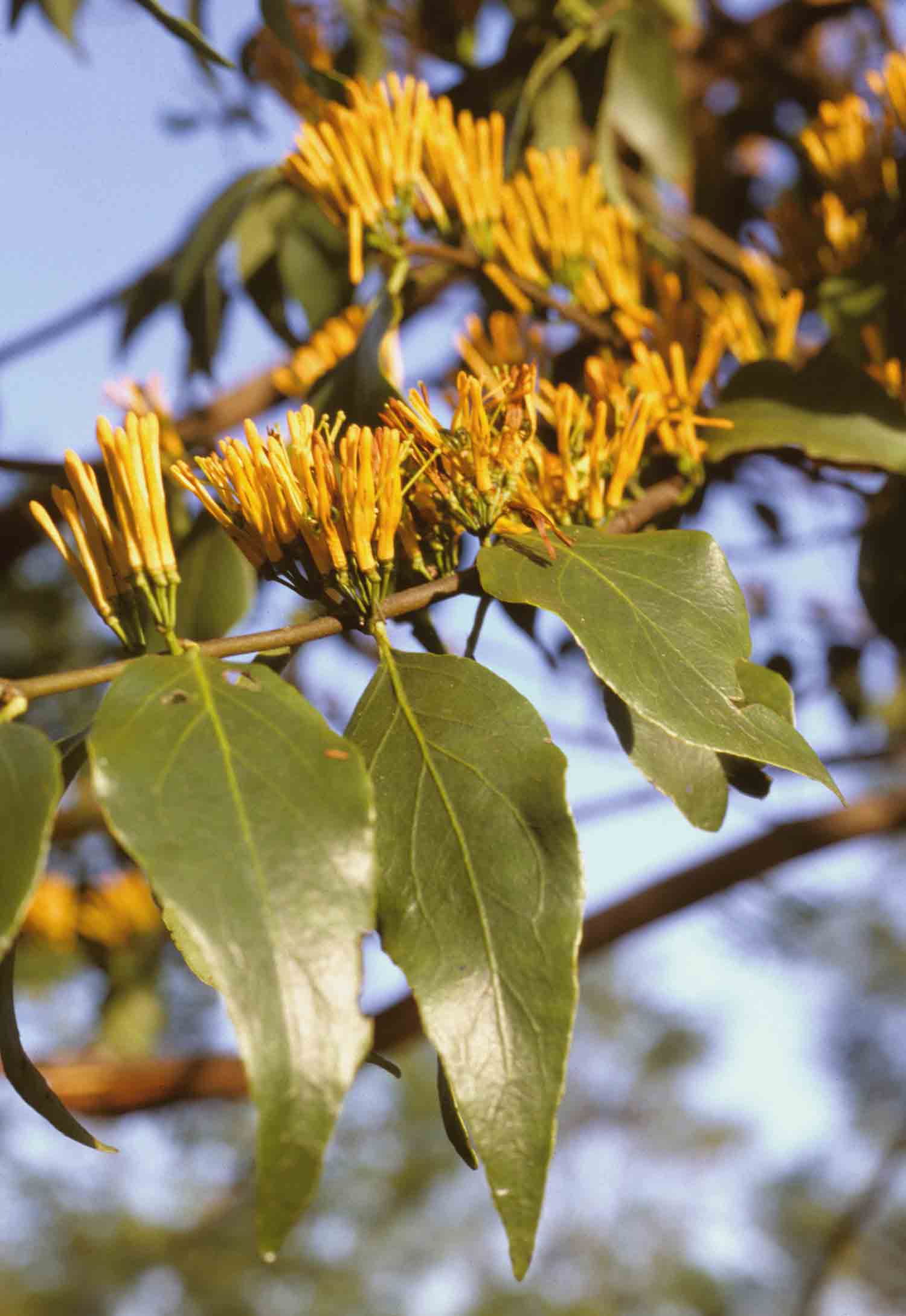 Englerina oedostemon