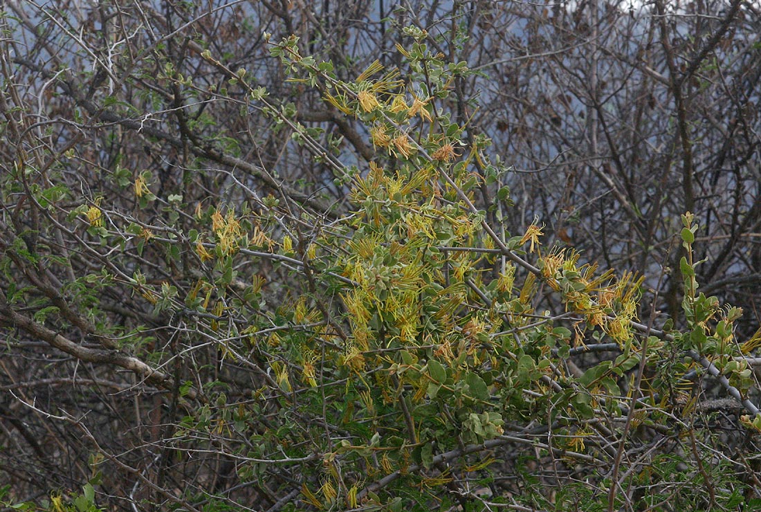 Erianthemum ngamicum