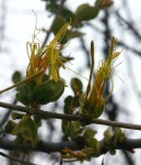 Erianthemum ngamicum