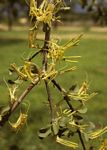 Erianthemum virescens