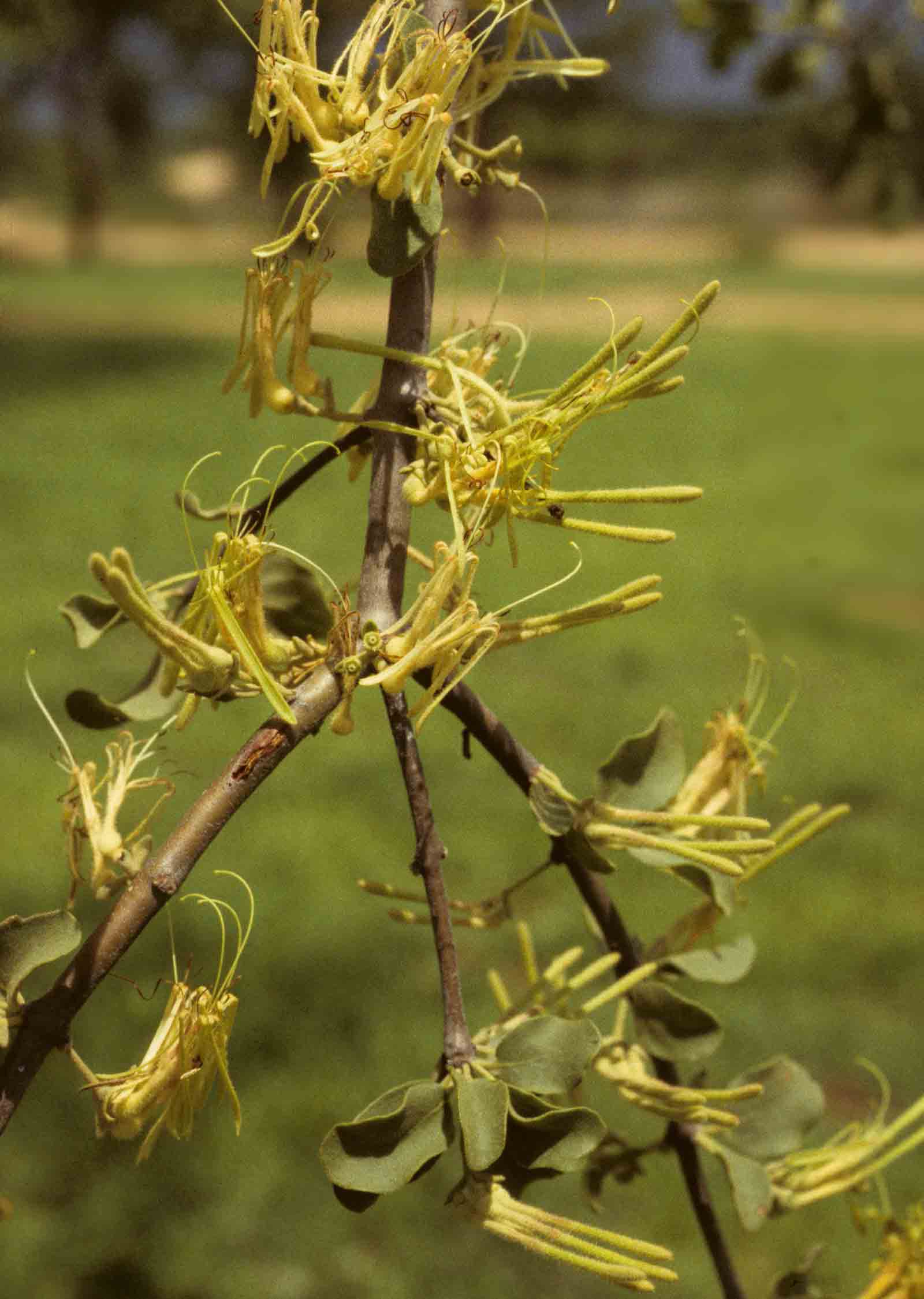 Erianthemum virescens