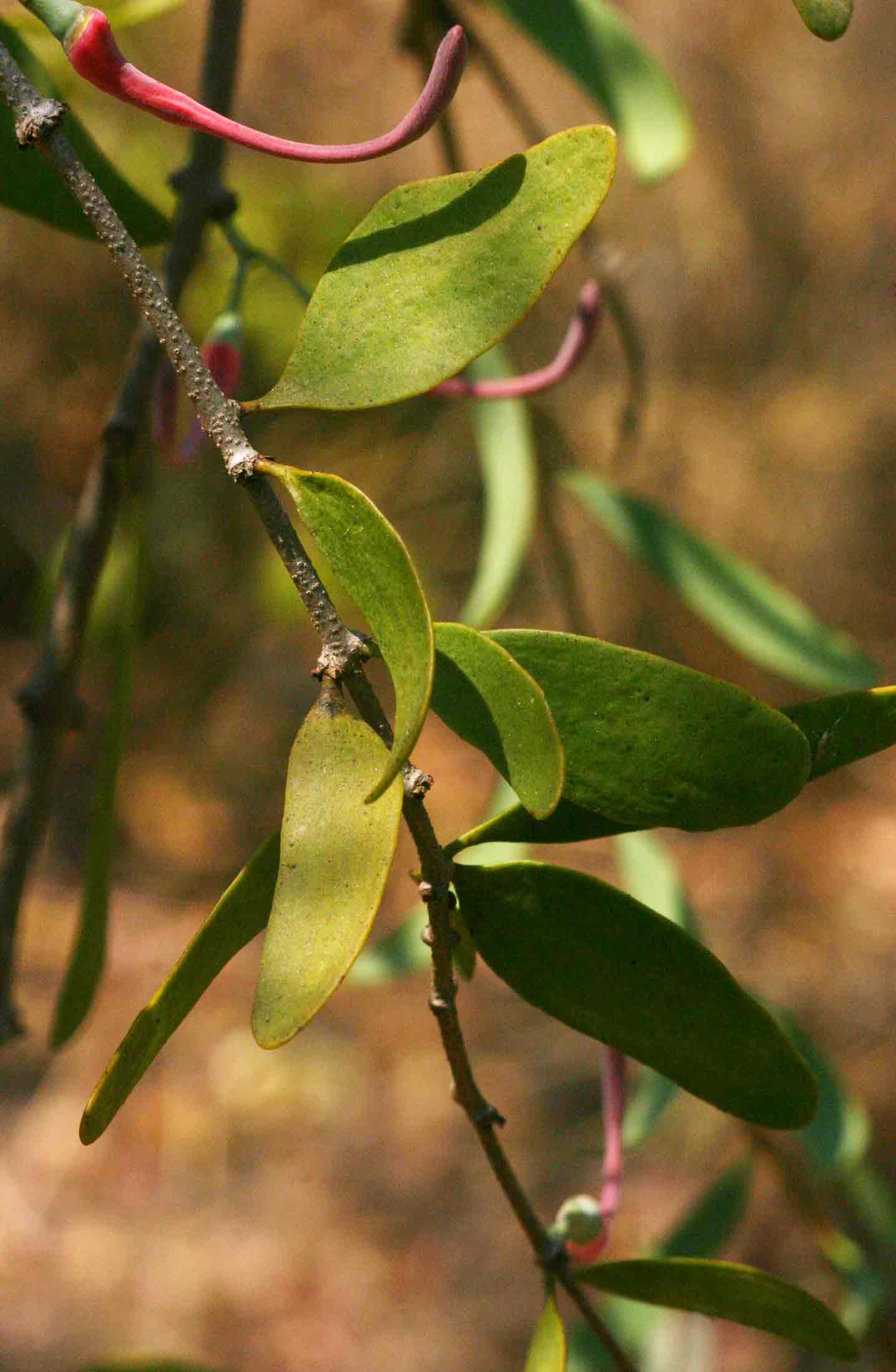 Plicosepalus kalachariensis
