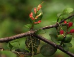 Helixanthera woodii