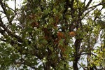 Agelanthus fuellebornii