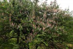 Agelanthus lugardii