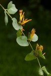 Agelanthus pungu