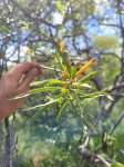 Agelanthus sambesiacus
