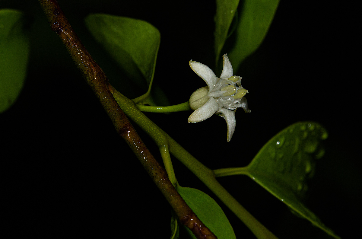 Olax dissitiflora