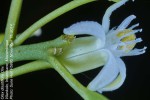 Olax dissitiflora