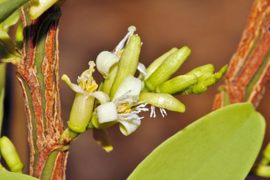 Olax obtusifolia