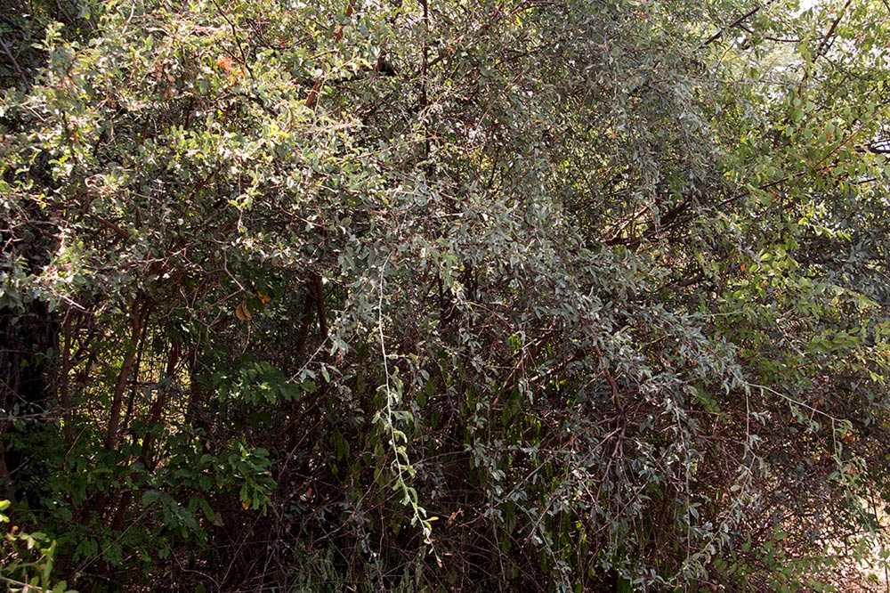 Ximenia americana var. microphylla