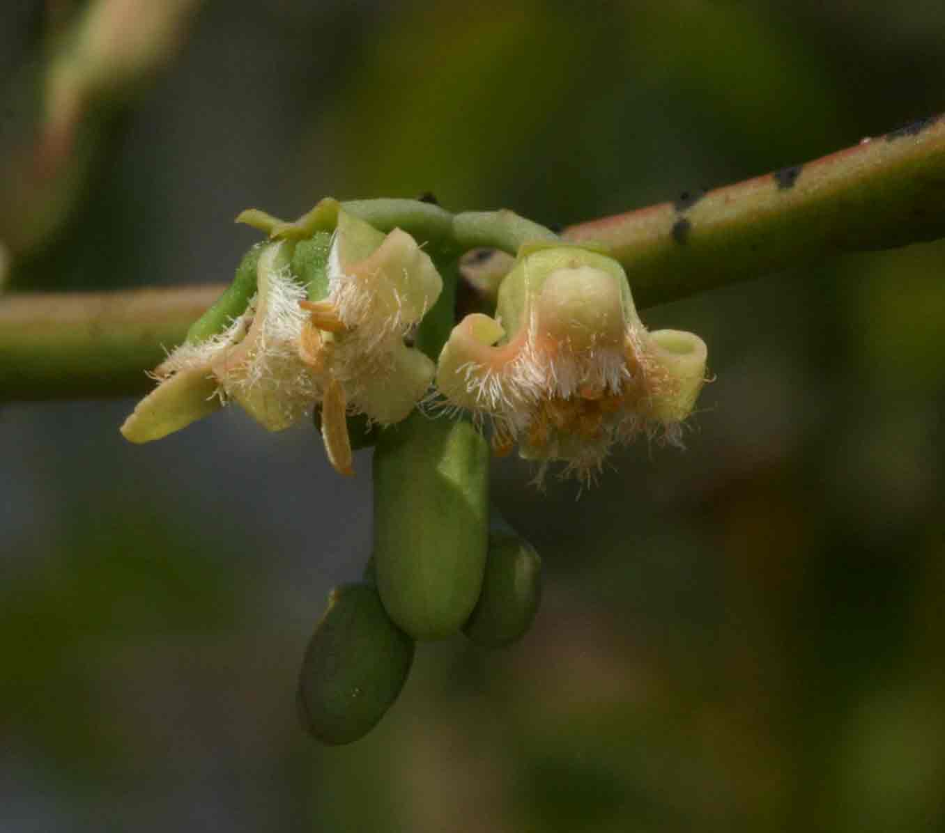 Ximenia americana var. microphylla