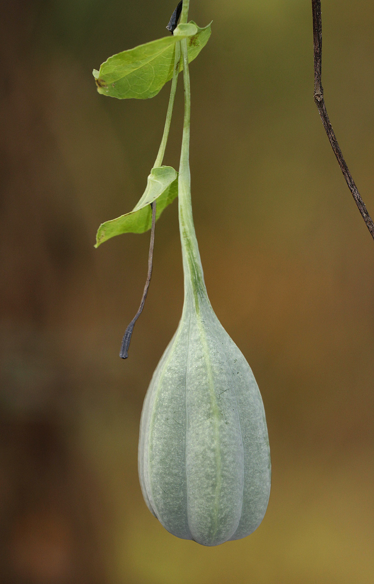Aristolochia albida Aristolochia albida
