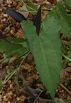 Aristolochia albida