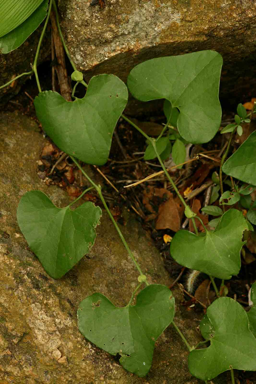 Aristolochia littoralis