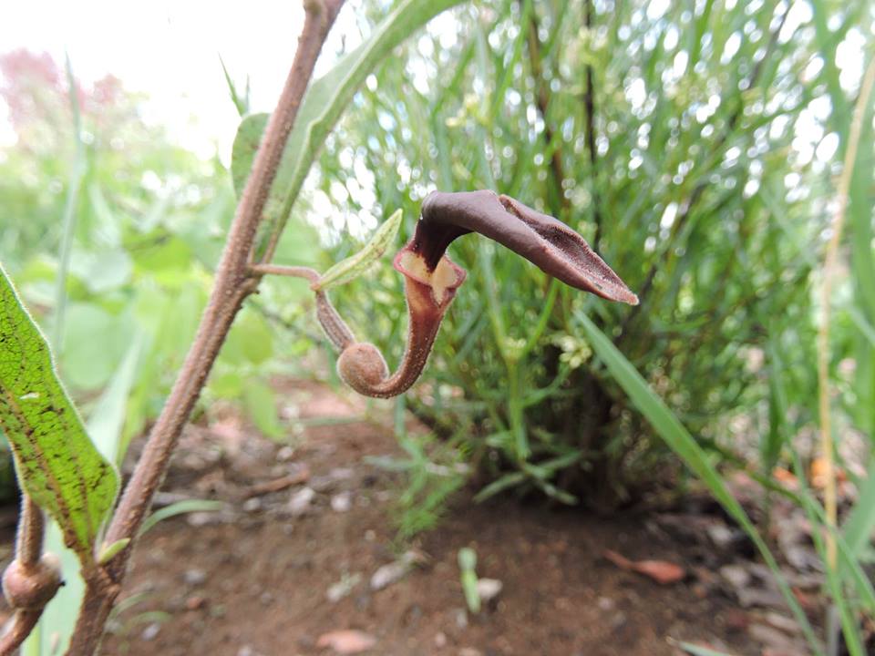 Aristolochia hockii
