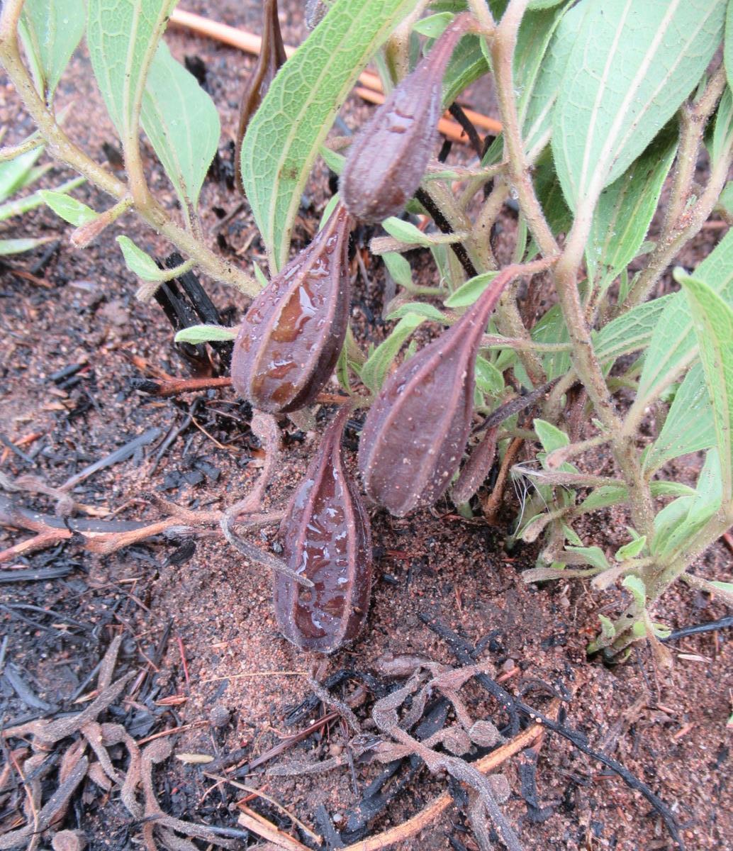 Aristolochia hockii Aristolochia hockii