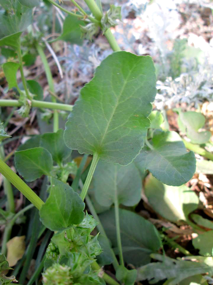 Emex australis Emex australis