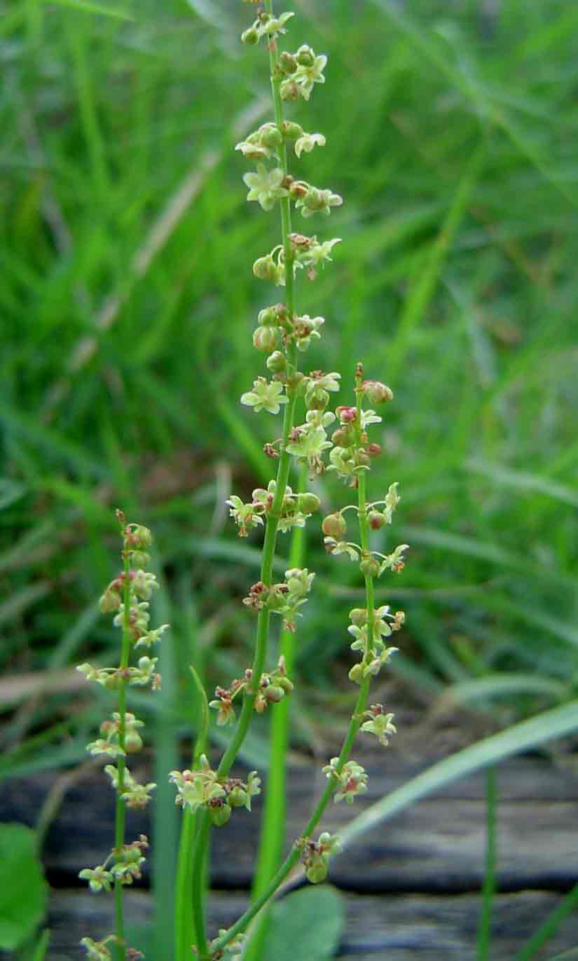 Rumex acetosella subsp. angiocarpus
