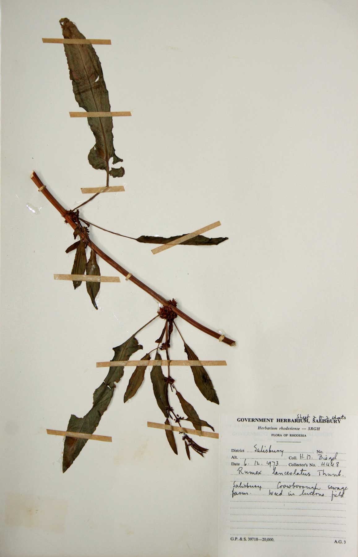 Rumex pulcher subsp. pulcher