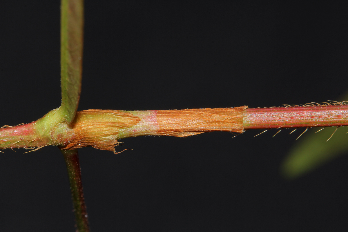 Persicaria strigosa Persicaria strigosa