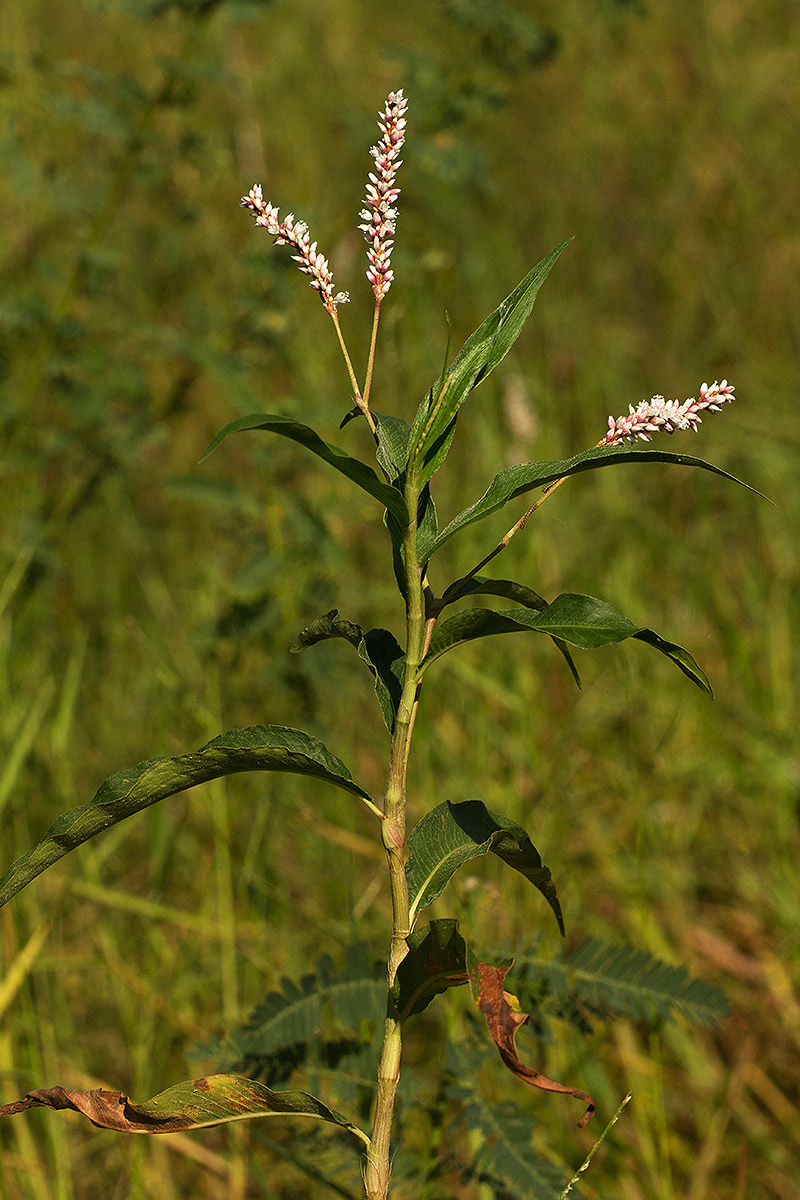 Persicaria madagascariensis Persicaria madagascariensis