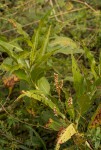 Persicaria senegalensis