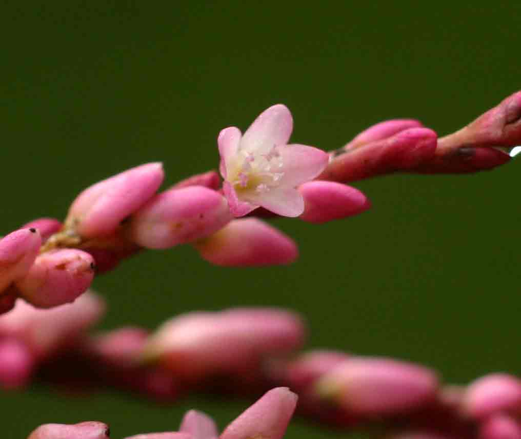 Persicaria decipiens