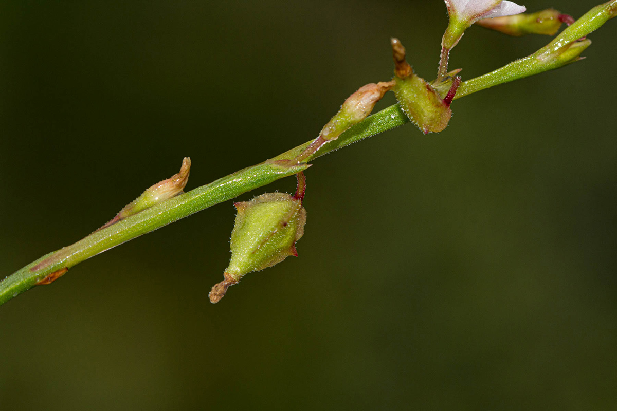Oxygonum alatum var. longisquamatum Oxygonum alatum var. longisquamatum