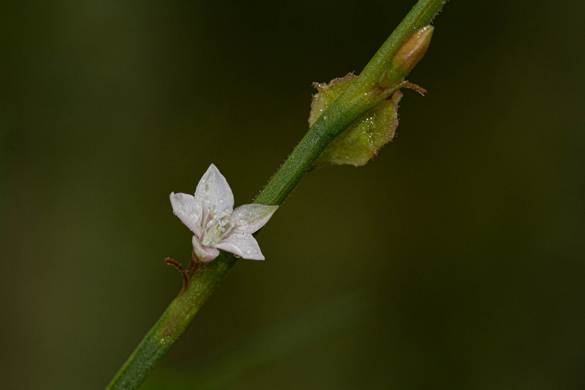 Oxygonum alatum var. longisquamatum Oxygonum alatum var. longisquamatum