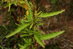 Chenopodium ambrosioides