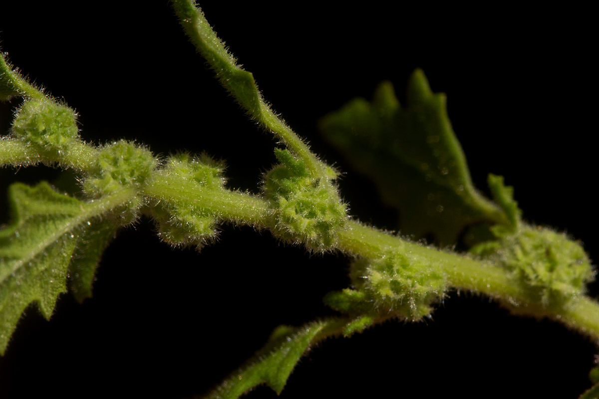 Chenopodium carinatum