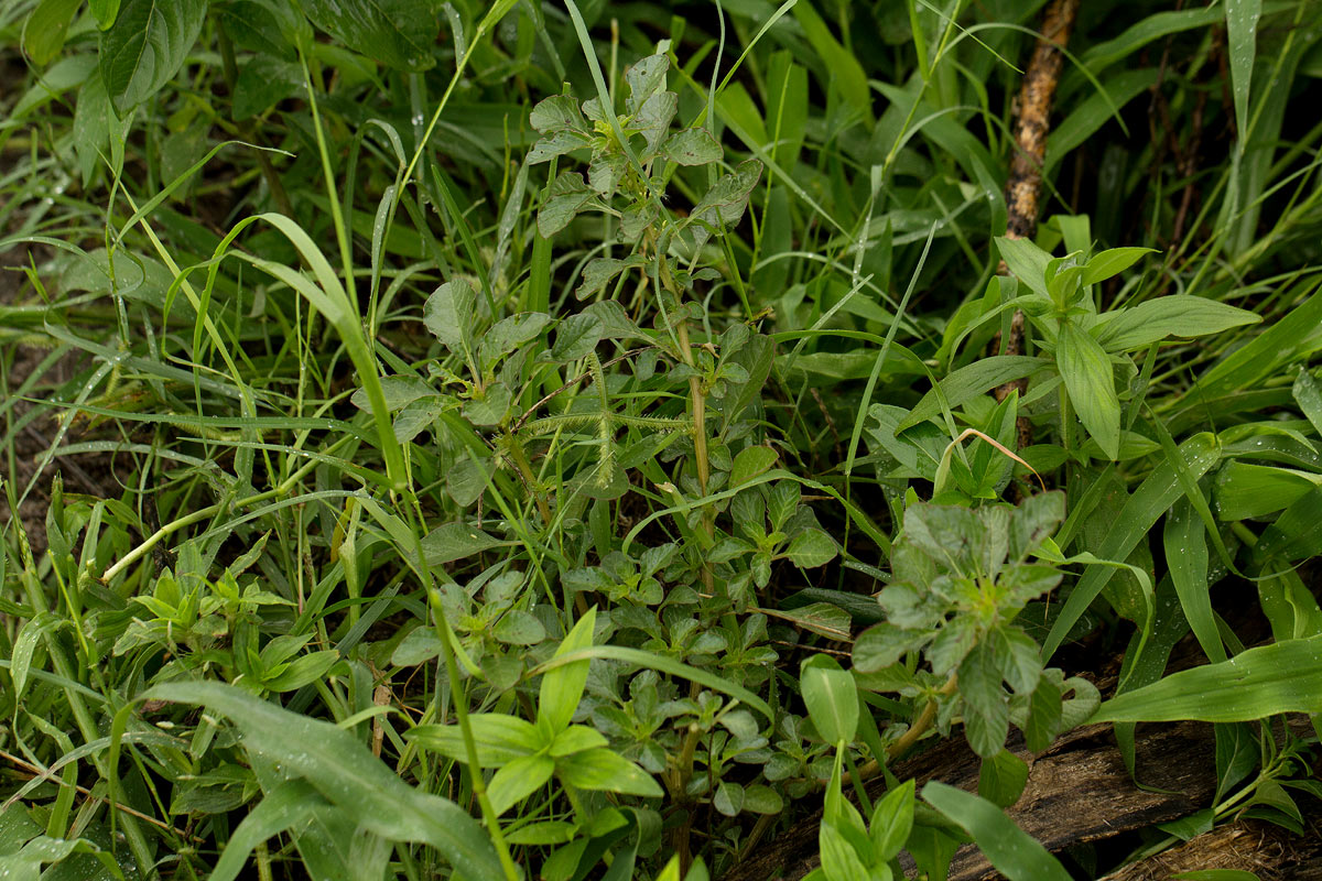 Amaranthus thunbergii