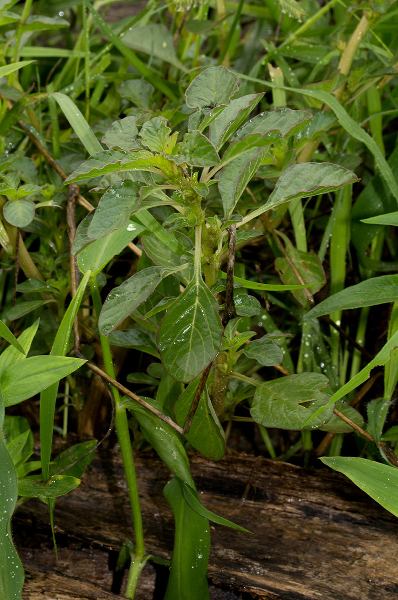 Amaranthus thunbergii