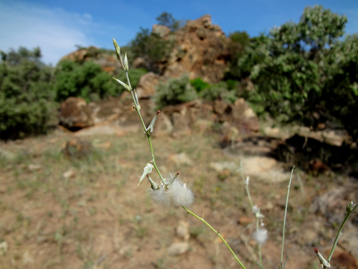 Sericorema remotiflora
