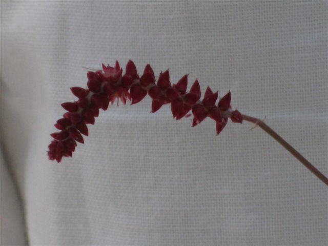 Centemopsis gracilenta