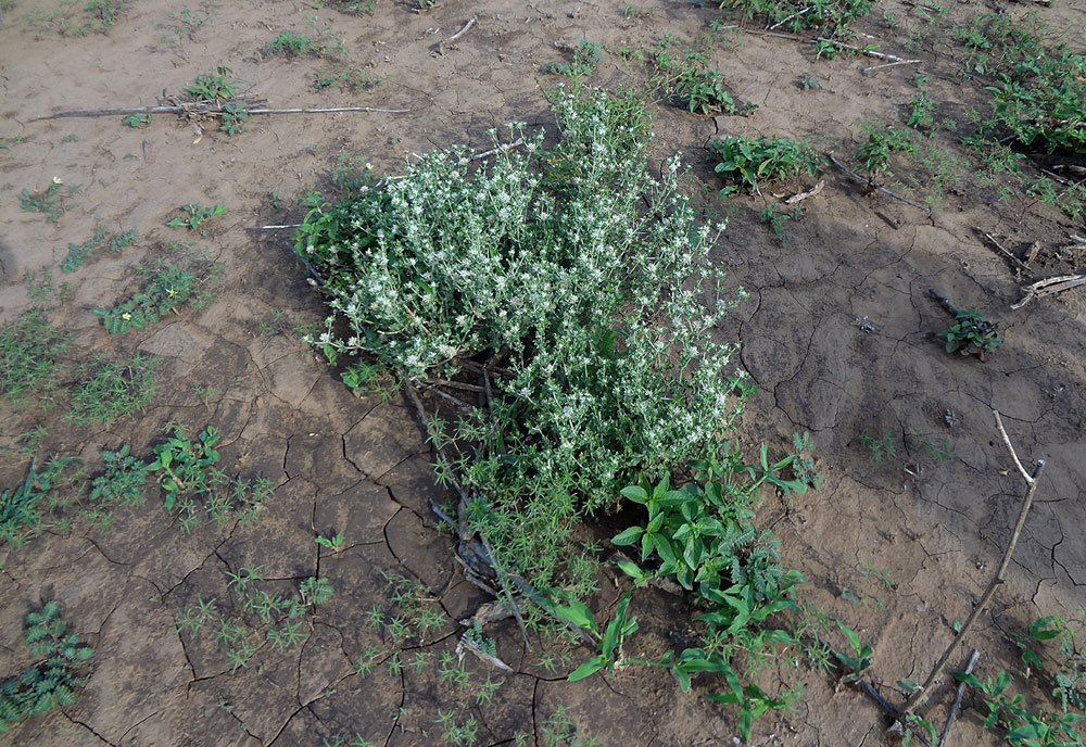 Cyathula lanceolata Cyathula lanceolata
