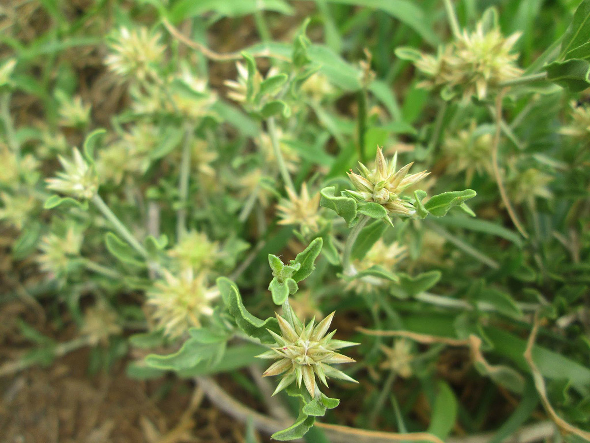 Cyathula lanceolata Cyathula lanceolata