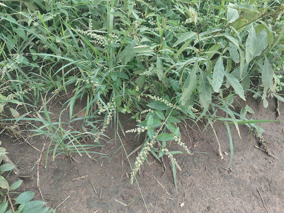 Pupalia micrantha Pupalia micrantha