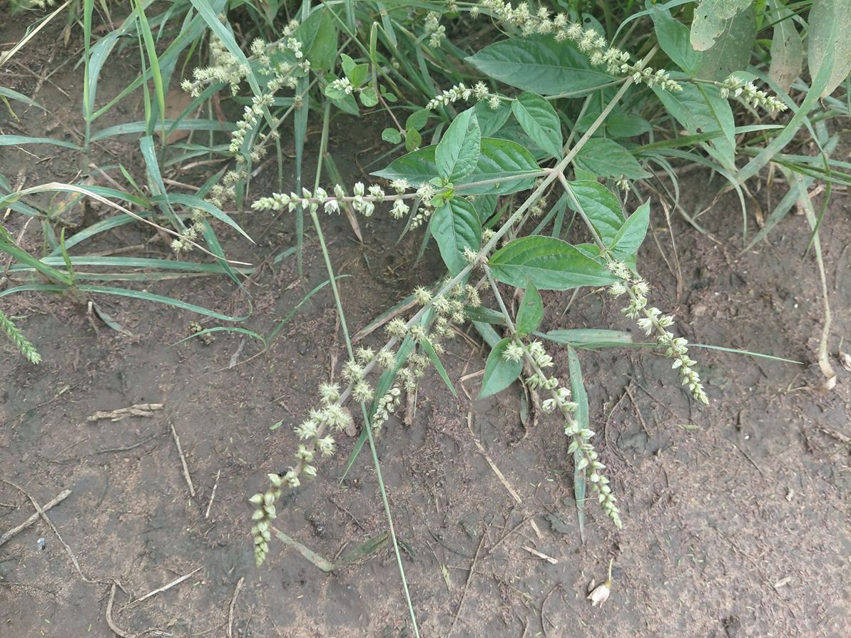 Pupalia micrantha Pupalia micrantha