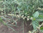 Pupalia micrantha
