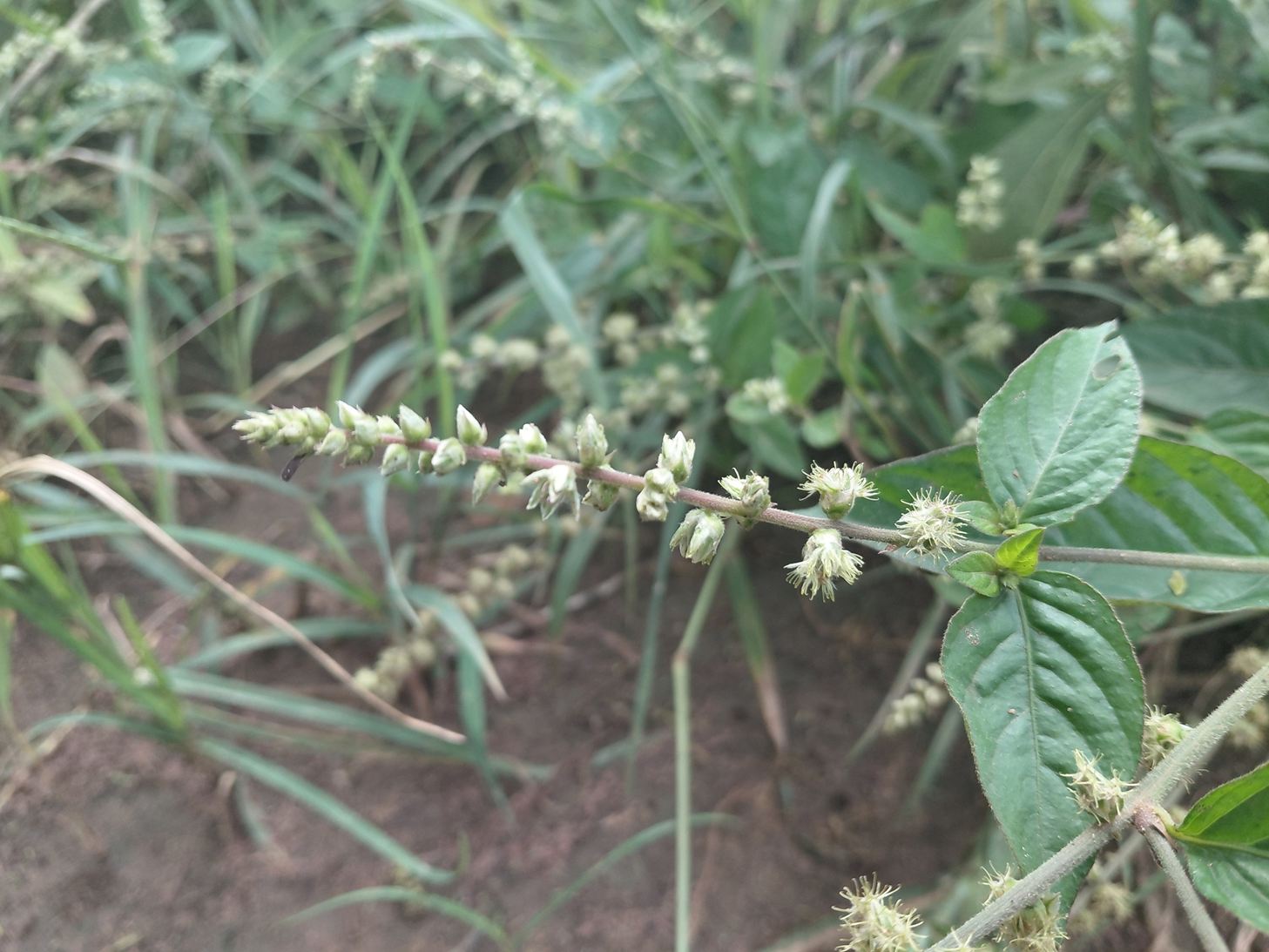 Pupalia micrantha