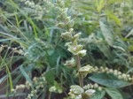 Pupalia micrantha