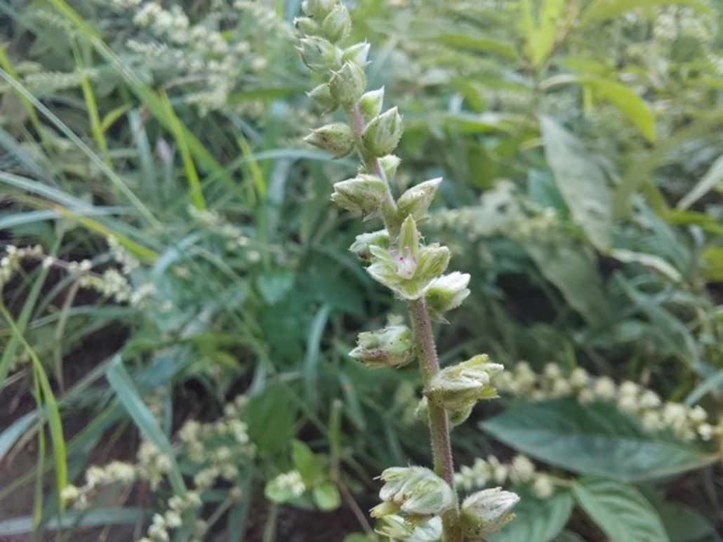 Pupalia micrantha